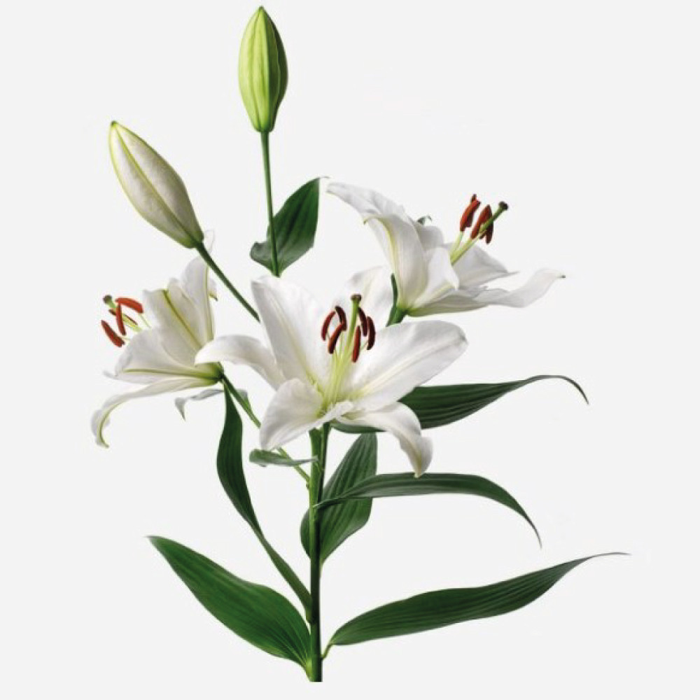 ASIATIC-LILIES-WHITE