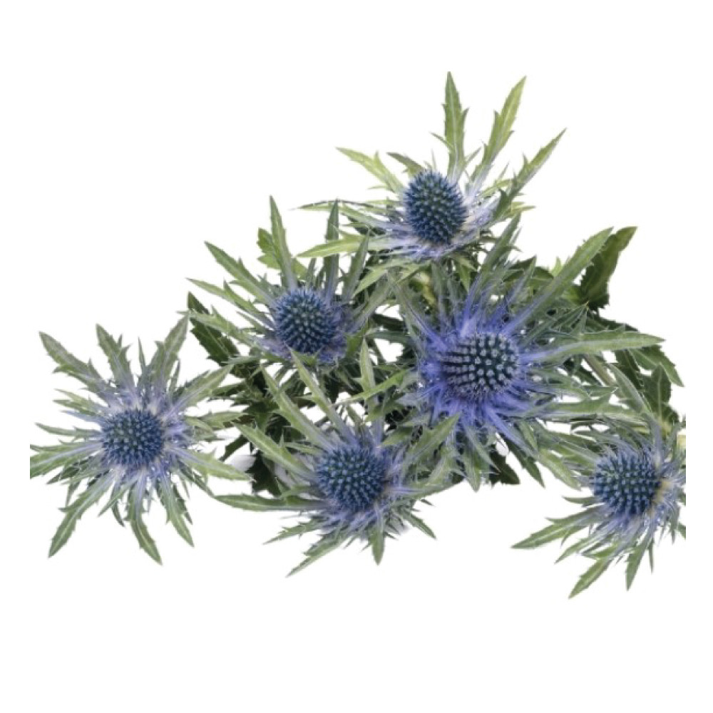 ERYNGIUM