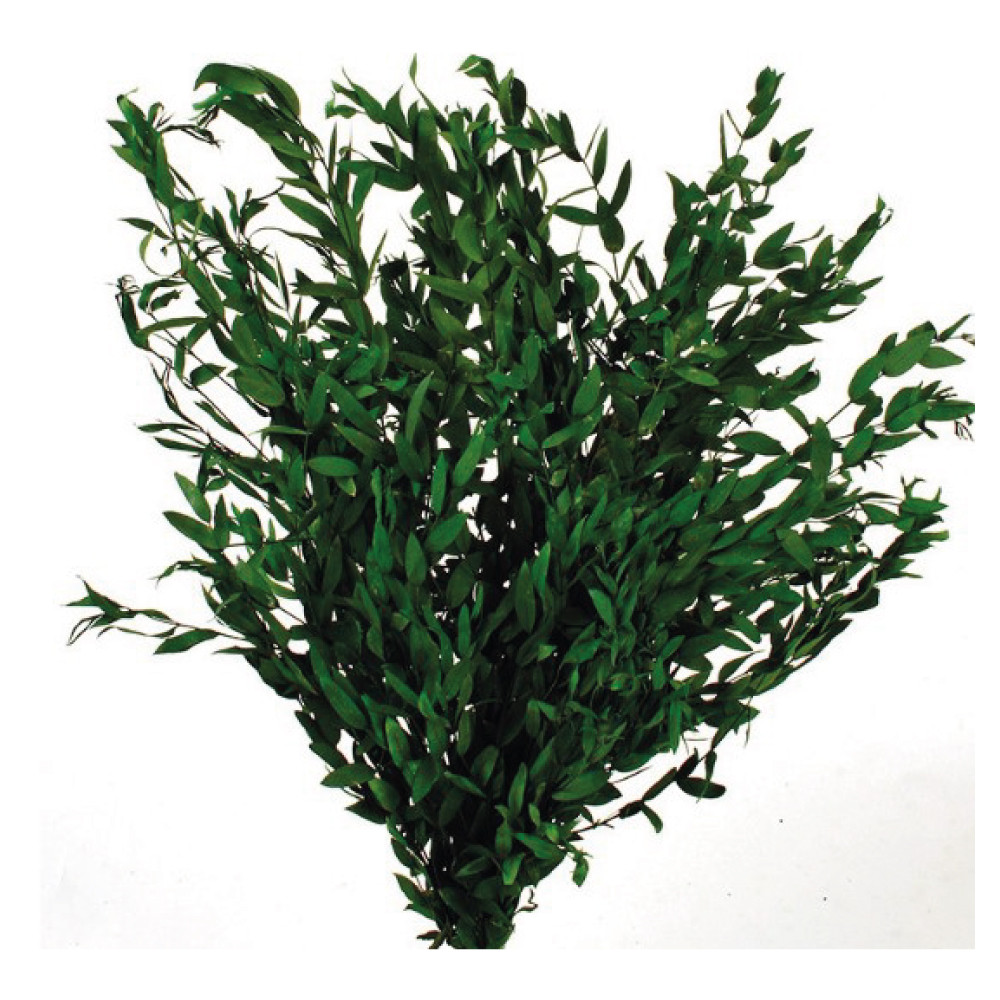 EUCALIPTO-PARBIFOLIA