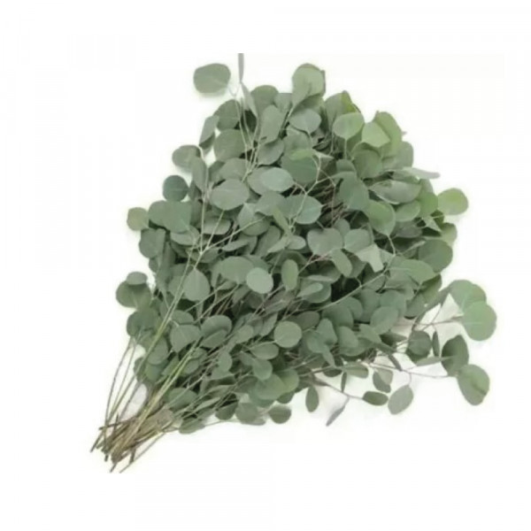 EUCALIPTO-PARBIFOLIA