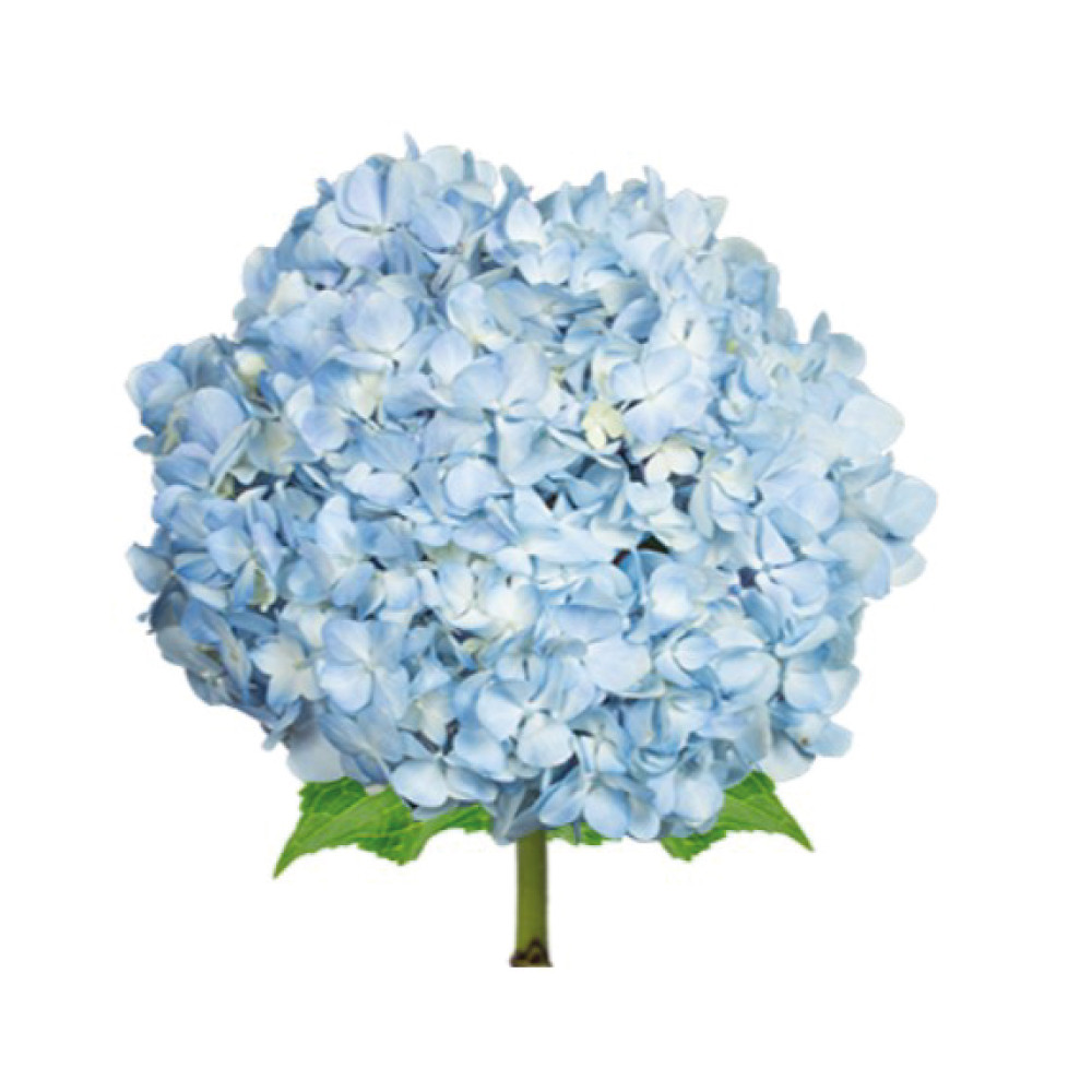 HYDRANGEA-BLUE