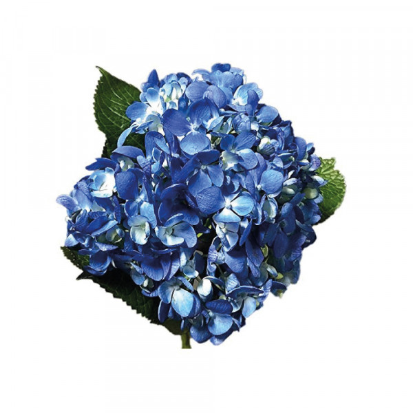 Hydrangea-White-Premium-