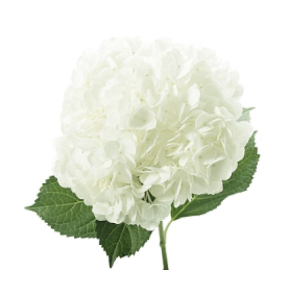 Hydrangea-White-Premium-