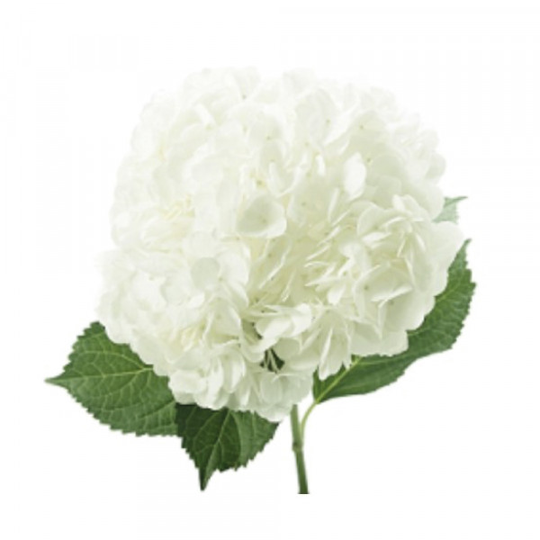 Hydrangea-White-Premium-