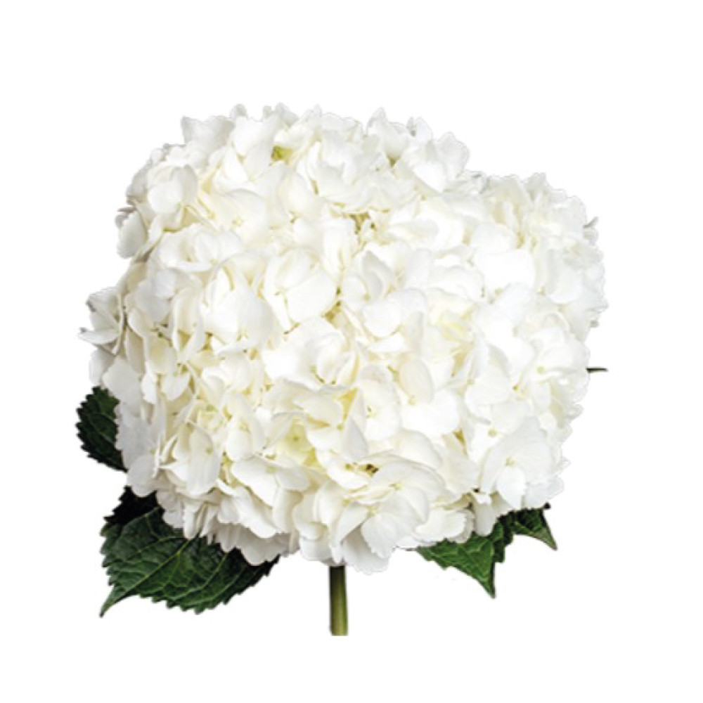 HYDRANGEA-WHITE-SELECT