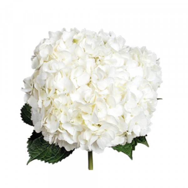 Hydrangea-White-Premium-