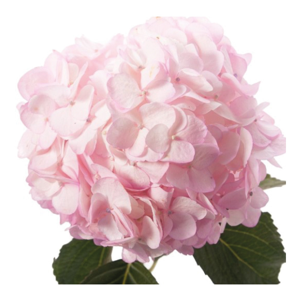 HYDRANJAS-LIGHT-PINK