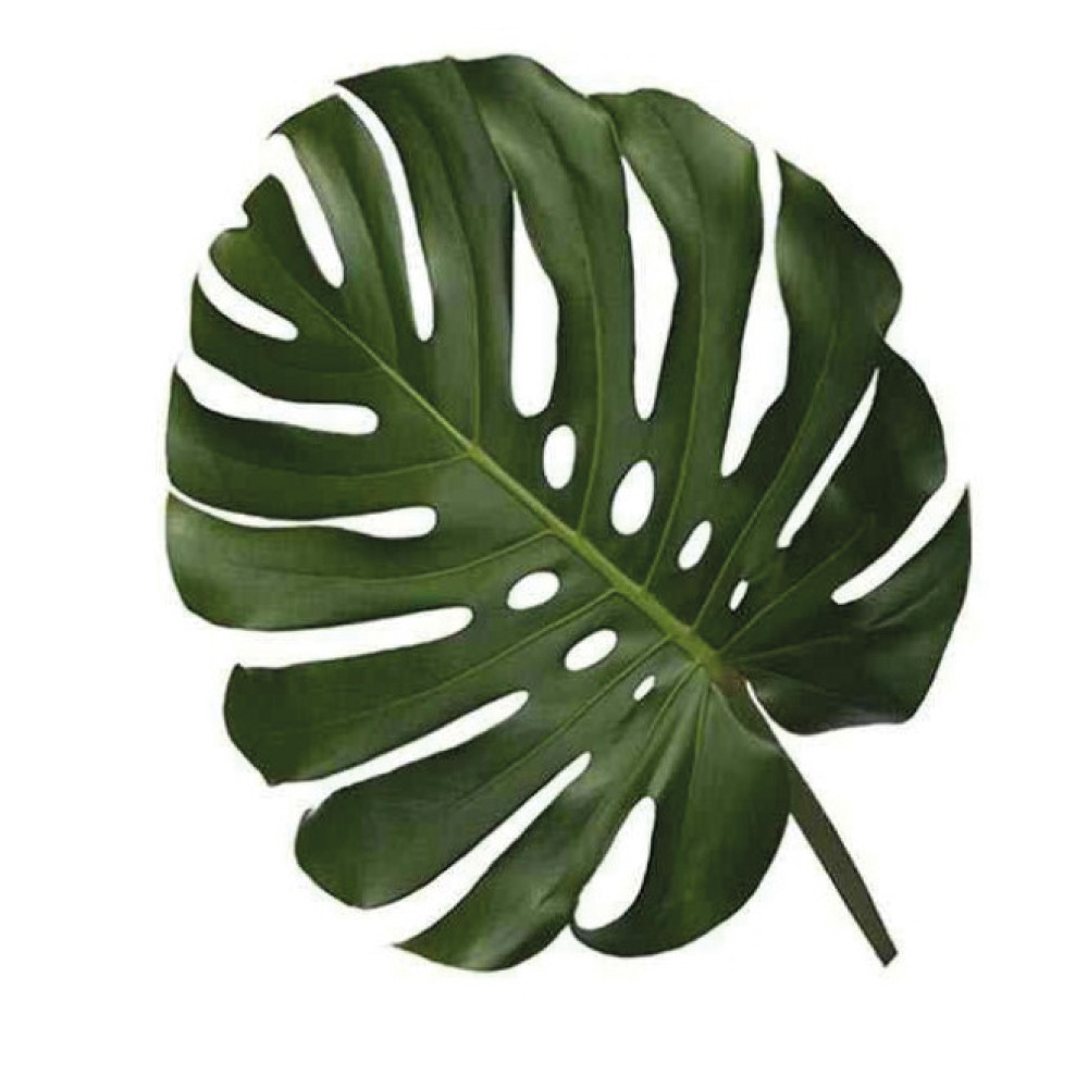 MINI-MONSTERA