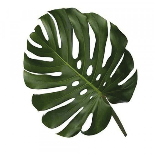 MINI-MONSTERA