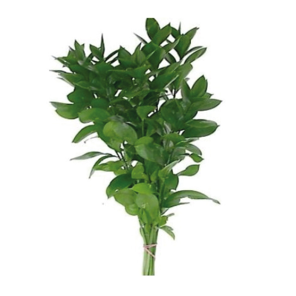 Ruscus Israeli