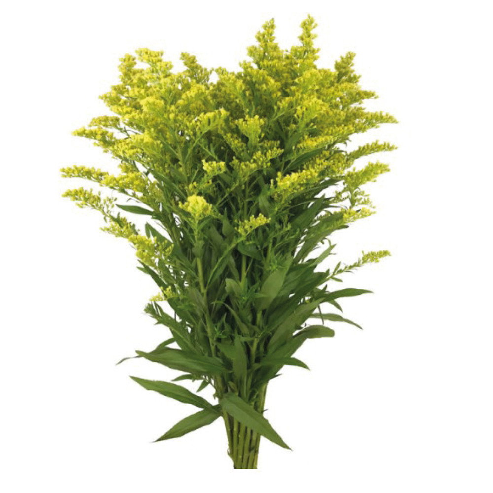 SOLIDAGO