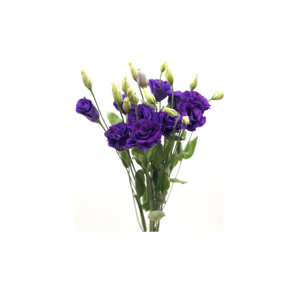 LISIANTHUS