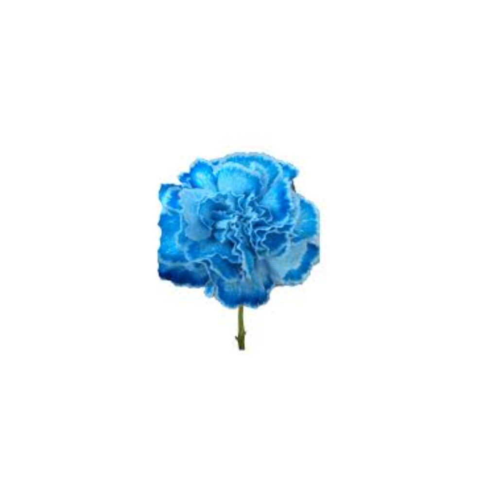CARNATION TINTE BLUE